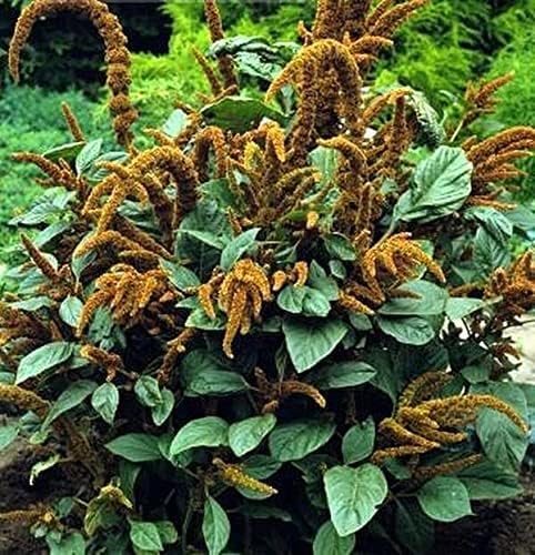 Amaranthus Hot Biscuits Amaranthus cruentus Flower Seeds for Planting in Flower Bed