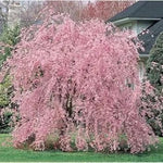 Baby Pink Weeping Forsythia Flower Seeds for Garden Planting Dhara Seeds
