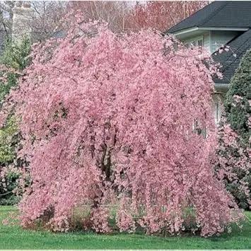 Baby Pink Weeping Forsythia Flower Seeds for Garden Planting Dhara Seeds