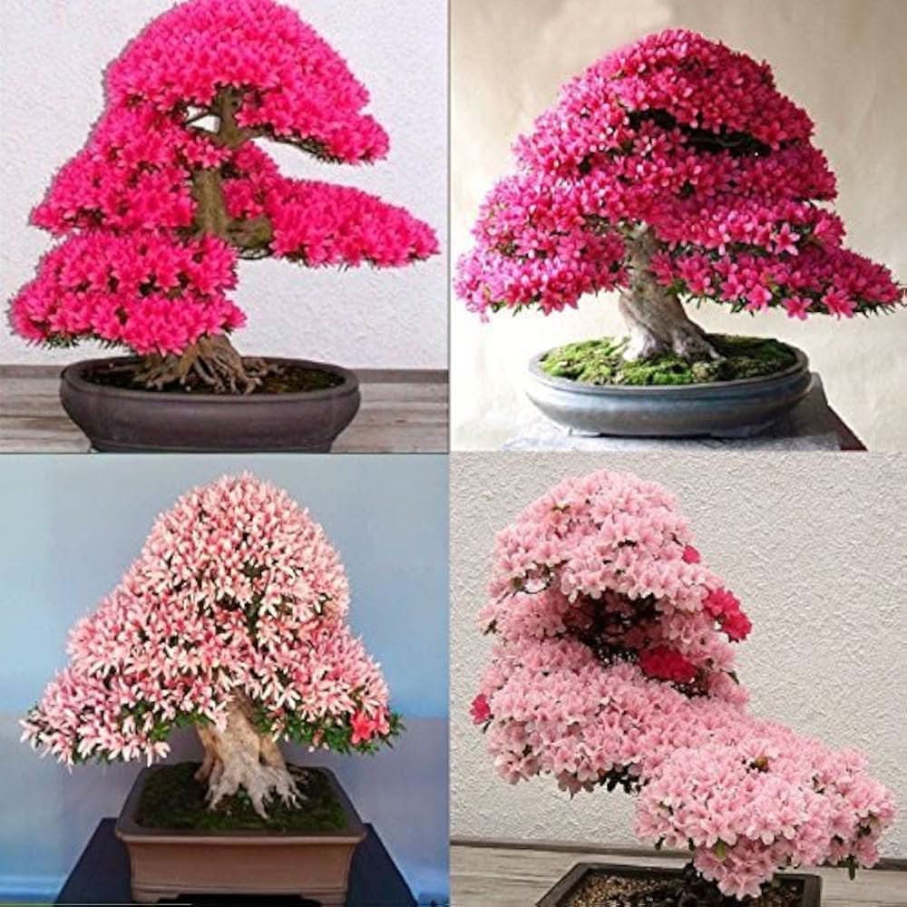 Sakura Prunus serrulata flower seeds for planting in garden bonsai and backyard landscapes