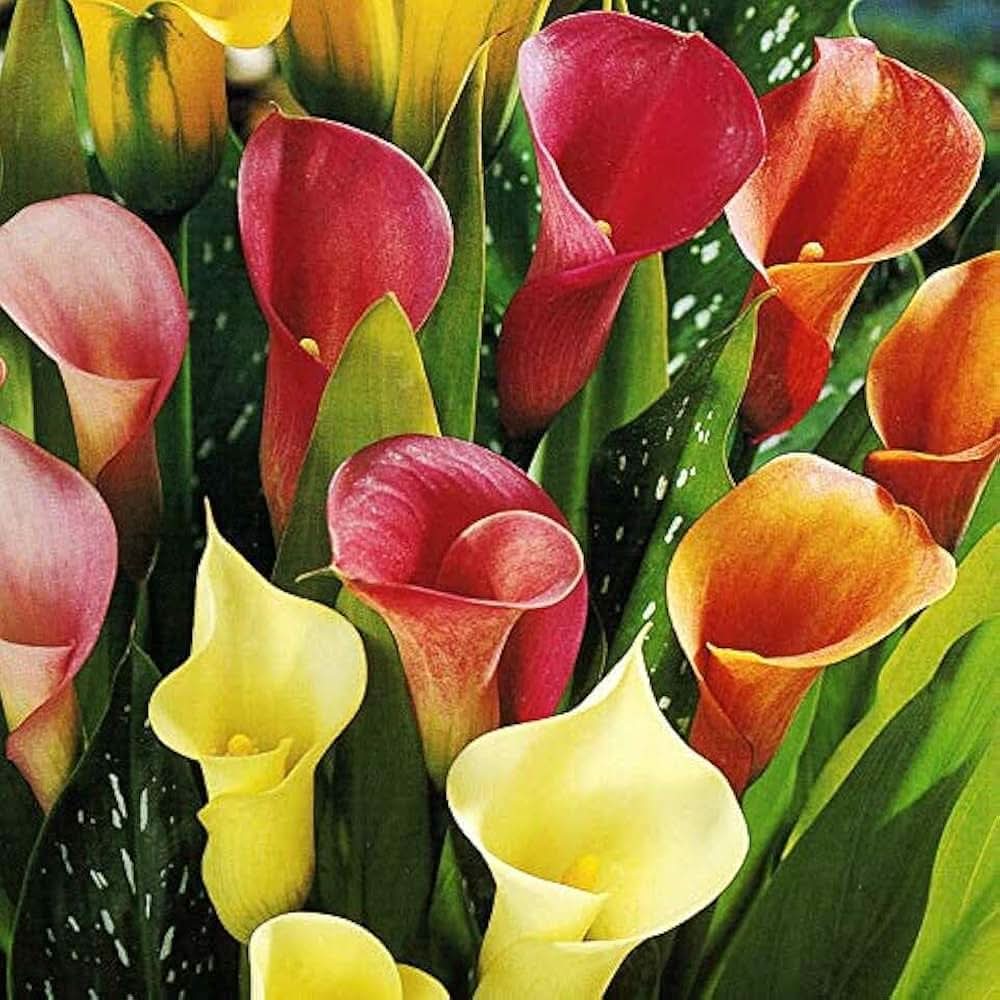 Calla Lily Mixed Colors Flower Seeds for Bonsai Gardening