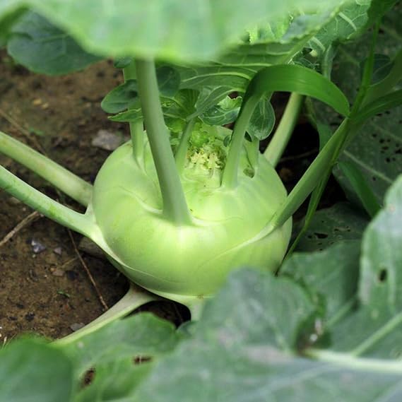 Turnip Delikatesnaya Belaya Brassica rapa vegetable seeds for planting in kitchen garden