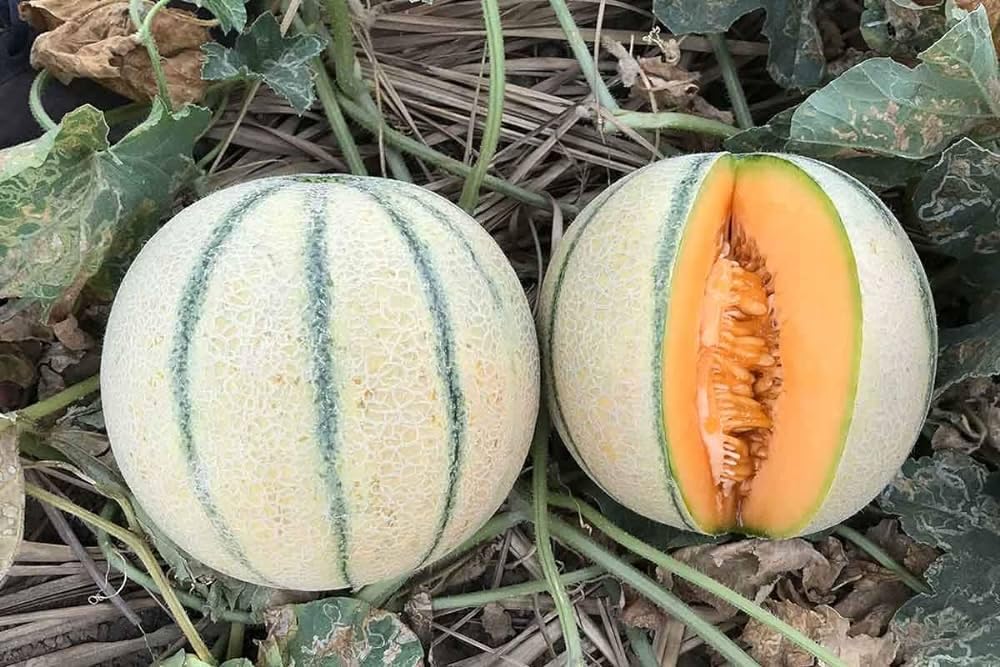 White Muskmelon Cucumis melo for planting in garden bed