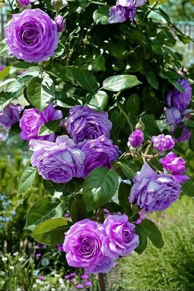 Climbing Rose Rosa Hybrida Flower Seeds for Planting in Home Garden and Trellis Designs