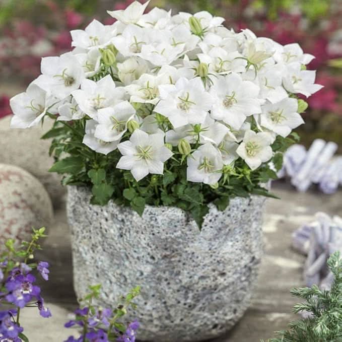 White Bellflower Campanula Carpatica Perennial Seeds