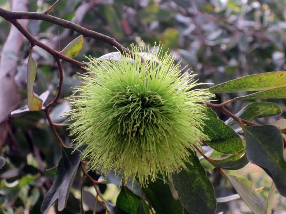 Eucalyptus Lehmannii Flower Seeds for Planting -Heirloom & Non-GMO Seeds for planting - Lehmannii for planting in home garden