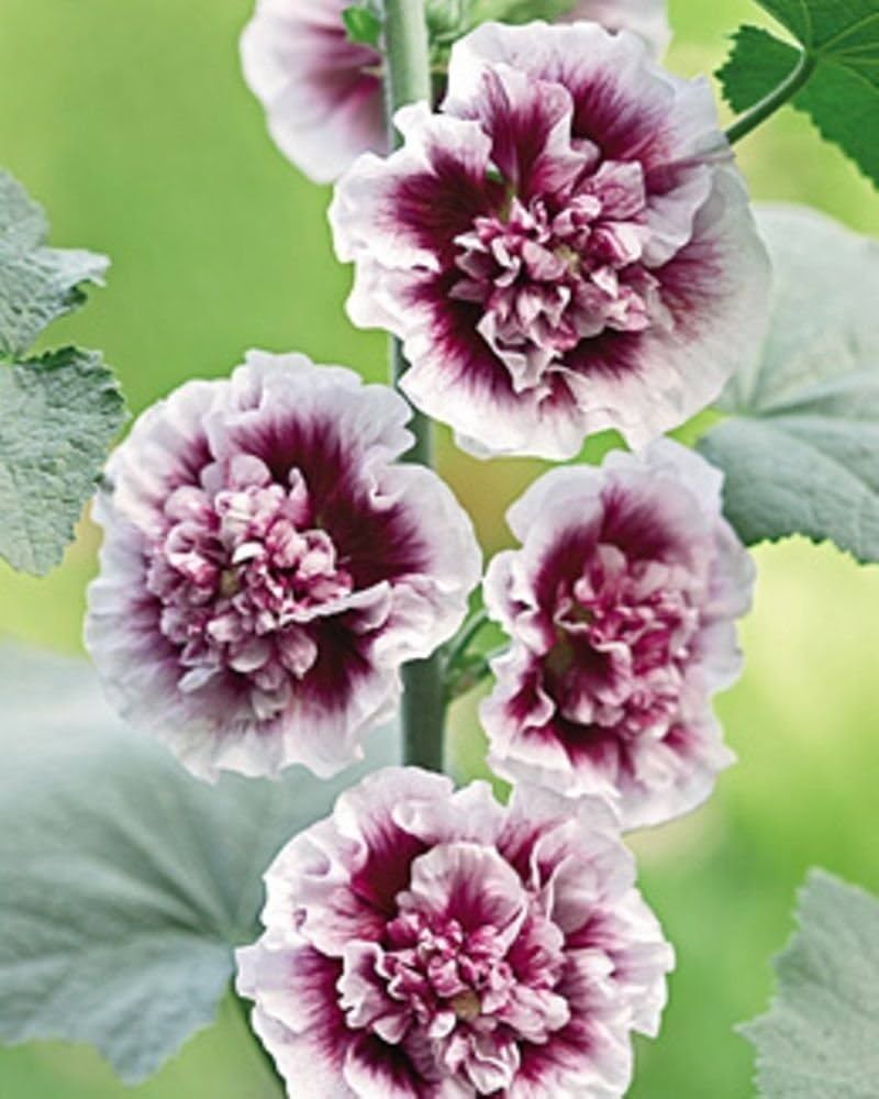 Creme de Cassis Hollyhock Seeds White with Raspberry Centers Seeds