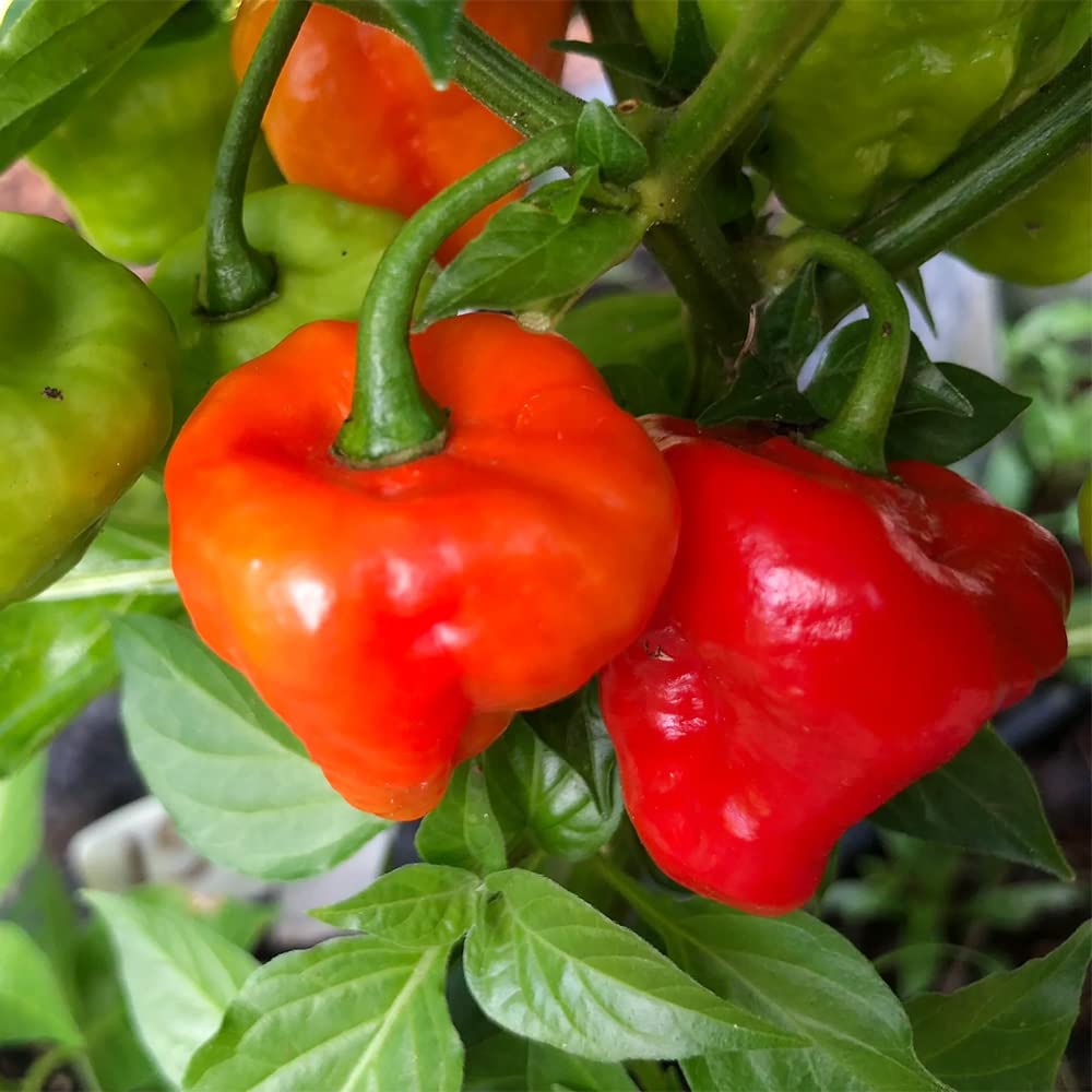 Aji Dulce Vegetable Seeds for Planting