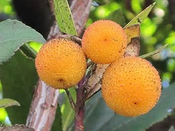 Arbutus unedo Strawberry Fruit Seeds for Planting - Yellow Color Variety, Heirloom & Garden Seeds For Home