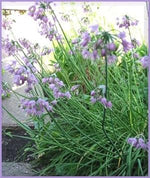 Purple Cernuum Flower Heirloom Non Gmo Image