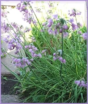 Purple Cernuum Flower Heirloom Non Gmo Image