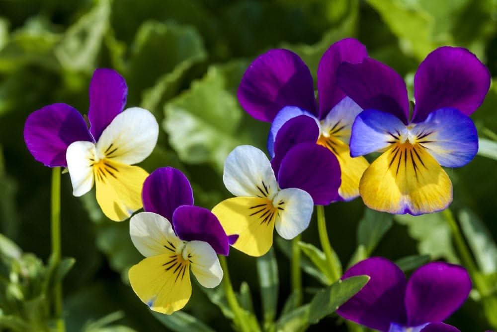 Pansy Mix Color Viola Tricolor Flower Seeds