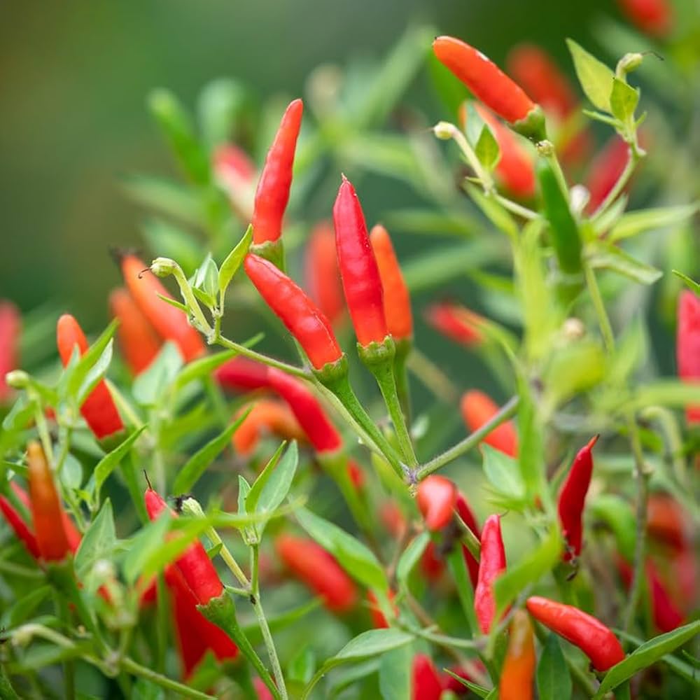 Kashmiri Chili Pepper Vegetable Seeds Capsicum annuum for Spicy Indian Kitchen Garden Planting