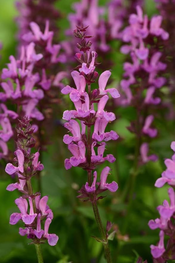 Rose Queen Salvia Flower Seeds for Planting