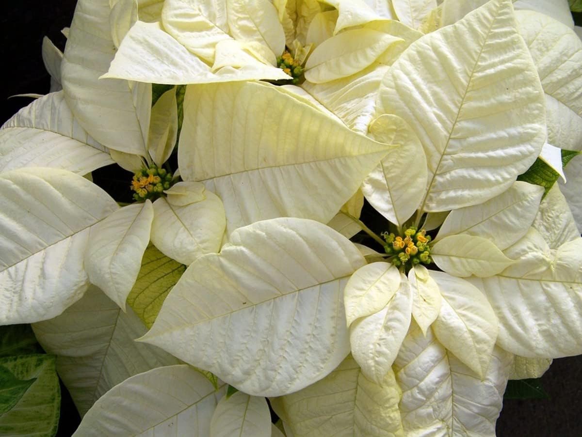 White Poinsettia Flower Seeds – Heirloom Non-GMO Festive Blooms for Garden and Pot Planting seeds for planting in home garden