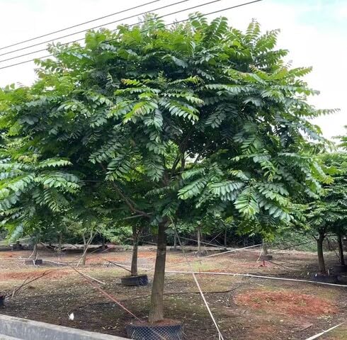 Green Neem Tree - Heirloom, Non - Gmo Seeds