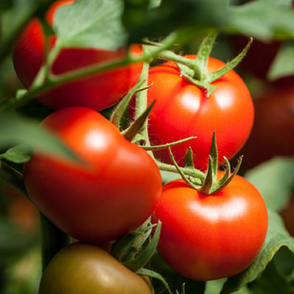 Red tomato seeds (Solanum lycopersicum) for planting in home garden