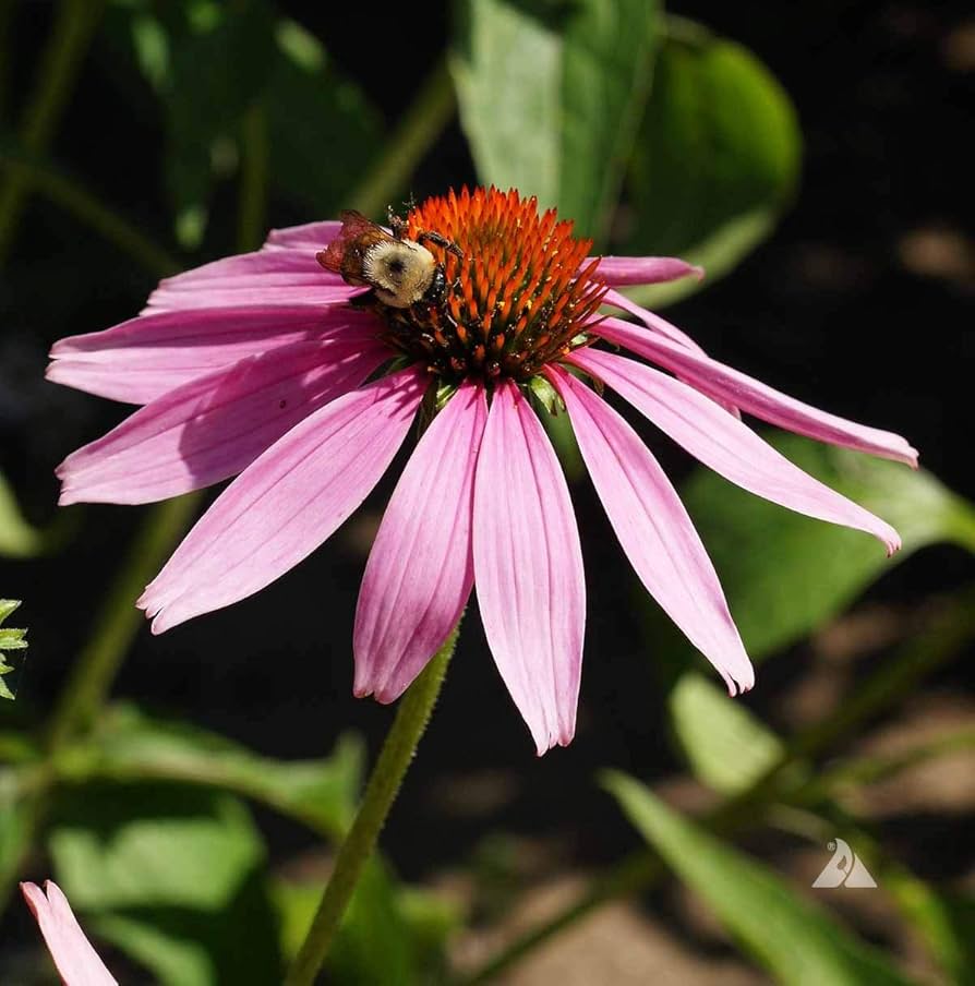 Indian Coneflower Seeds + for Garden Planting