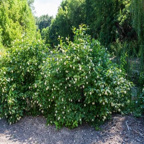 Cephalanthus Green - Heirloom, Non - Gmo Seeds