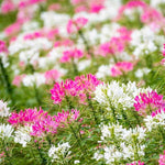 Cleome Queen Mix Spider Flower Seeds
