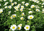 White Paludosum Flower Seeds for Planting 100 seeds for planting in home garden