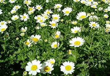 White Paludosum Flower Seeds for Planting 100 seeds for planting in home garden