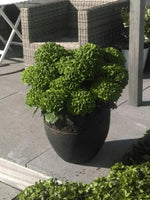 Dark Green Hydrangea Flower Planting Seeds for Garden NON GMO Seeds Dhara Seeds