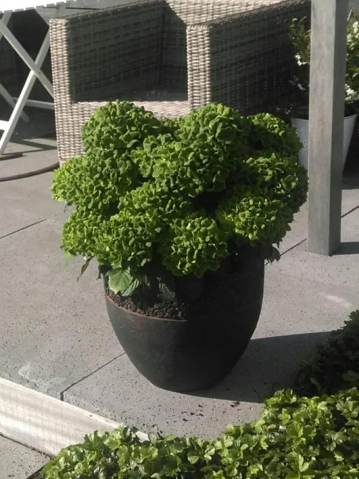 Dark Green Hydrangea Flower Planting Seeds for Garden NON GMO Seeds Dhara Seeds
