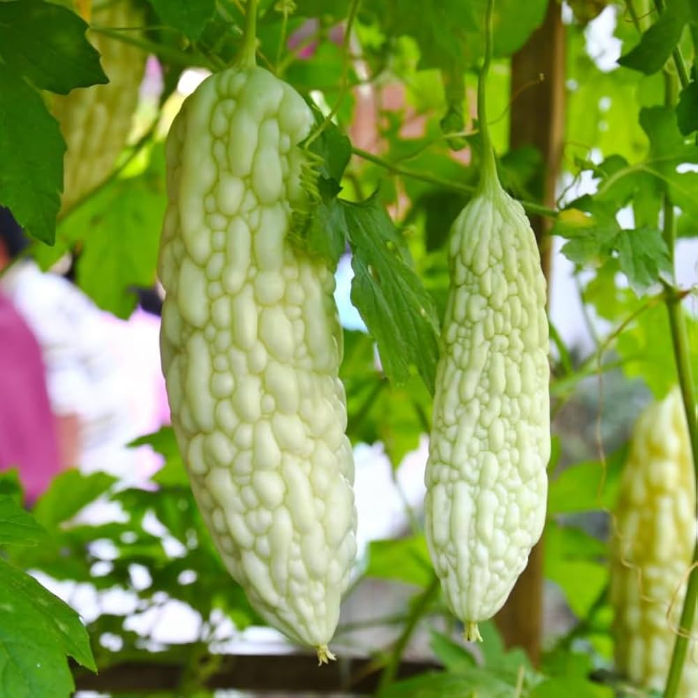 White Bitter Gourd Vegetable Seeds for Planting, heirloom & Non-GMO Seeds