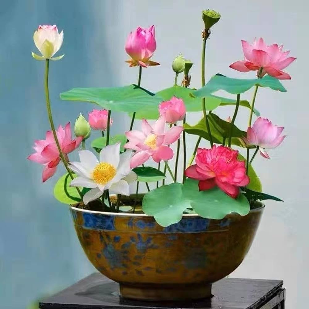 Lotto Star Flower Bonsai Seeds for Planting Lotus for Indoor Garden and Flower Bed