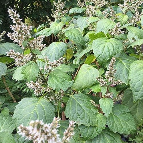 Patchouli Seeds