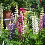 Castle Russell Lupine Lupinus Polyphyllus Seeds for planting in wild garden