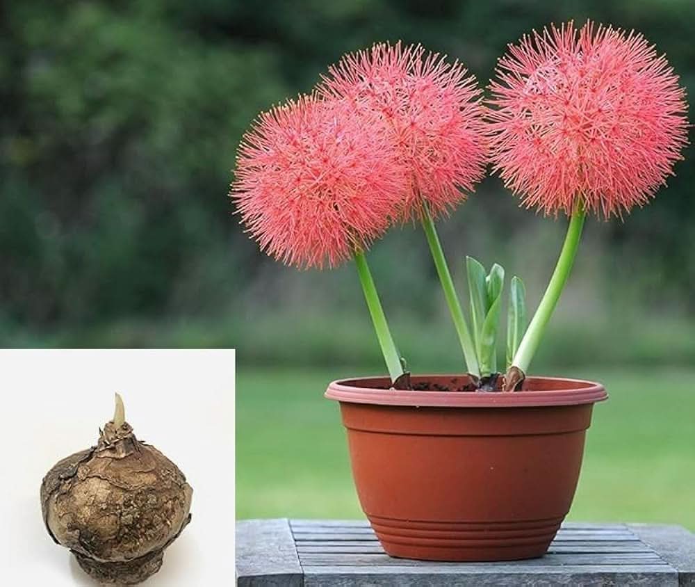 Red Hot Poker Kniphofia uvaria flower seeds for planting in backyard gardening spaces