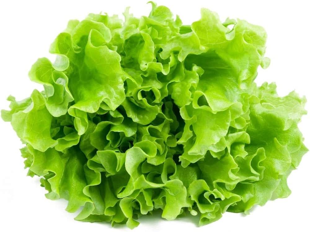 Coleus Lettuce Green Vegetable Plant Seeds