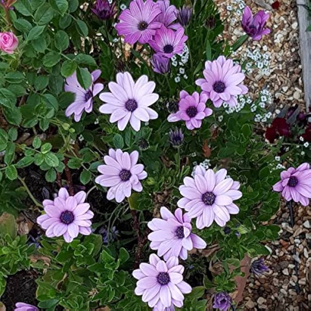 Cape Daisy Seeds - Ballade Mix