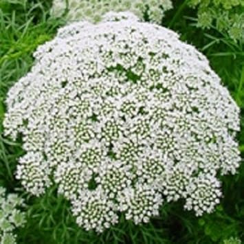 White Bishops Flower Seeds for Planting, 100