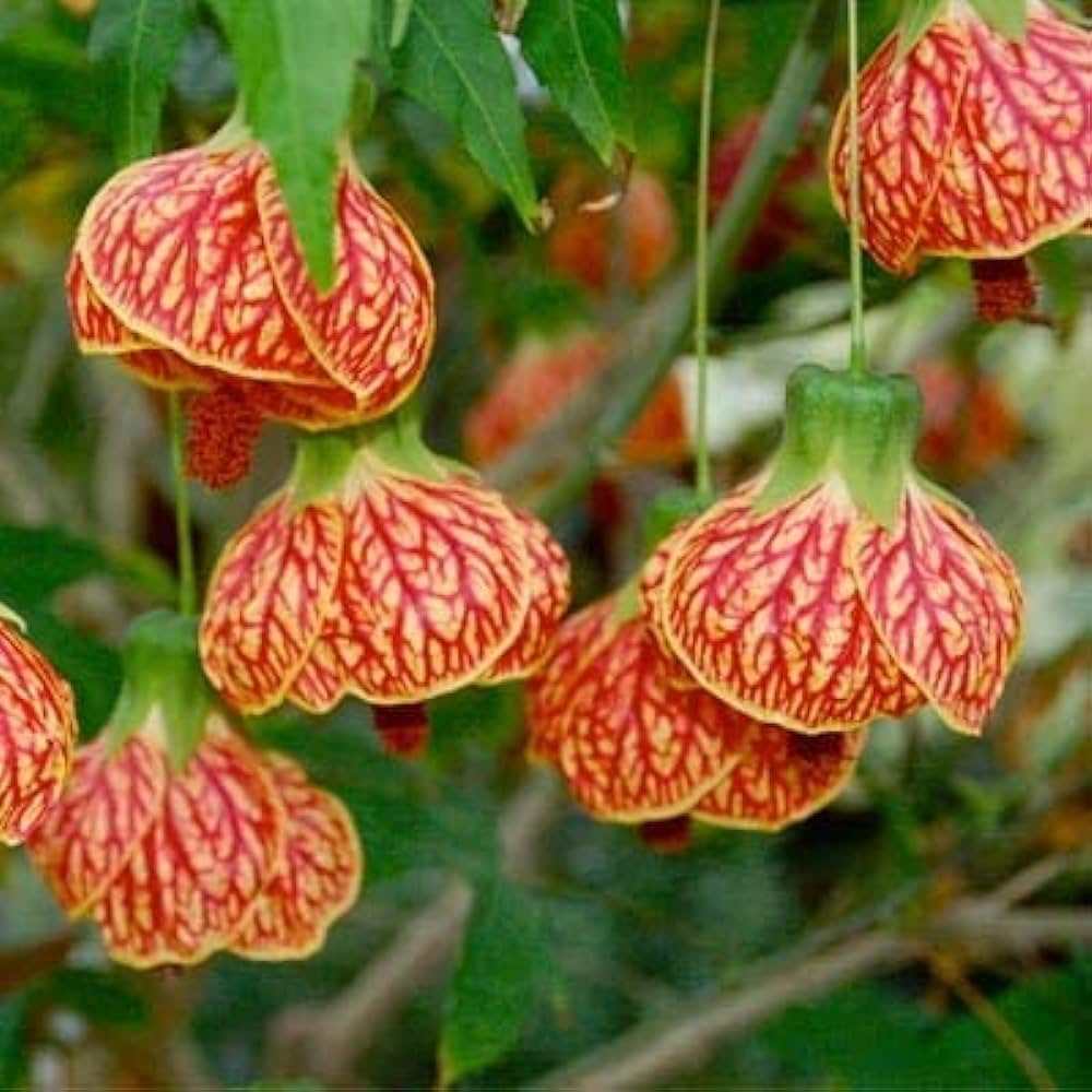 Chinese Lantern Physalis alkekengi flower seeds for planting in home garden containers