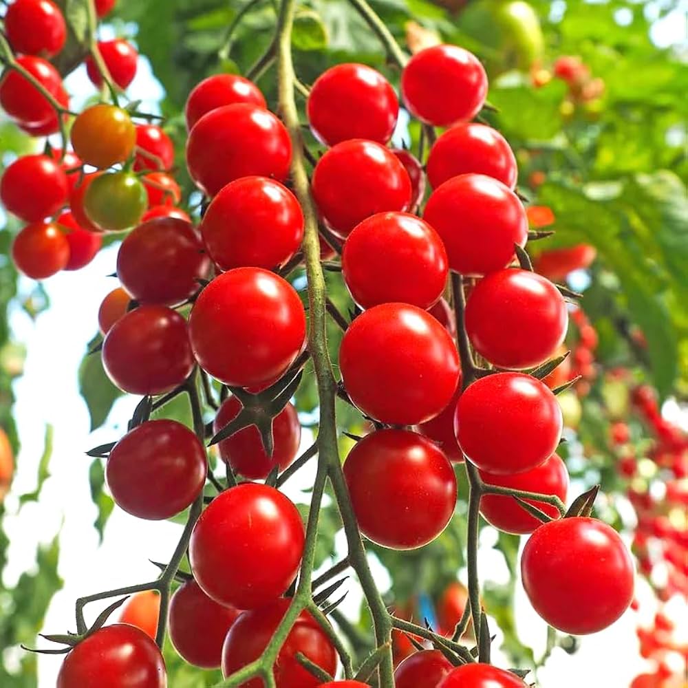Tomate Kremenchugskiy Seeds for Heirloom Tomatoes with Rich Flavor