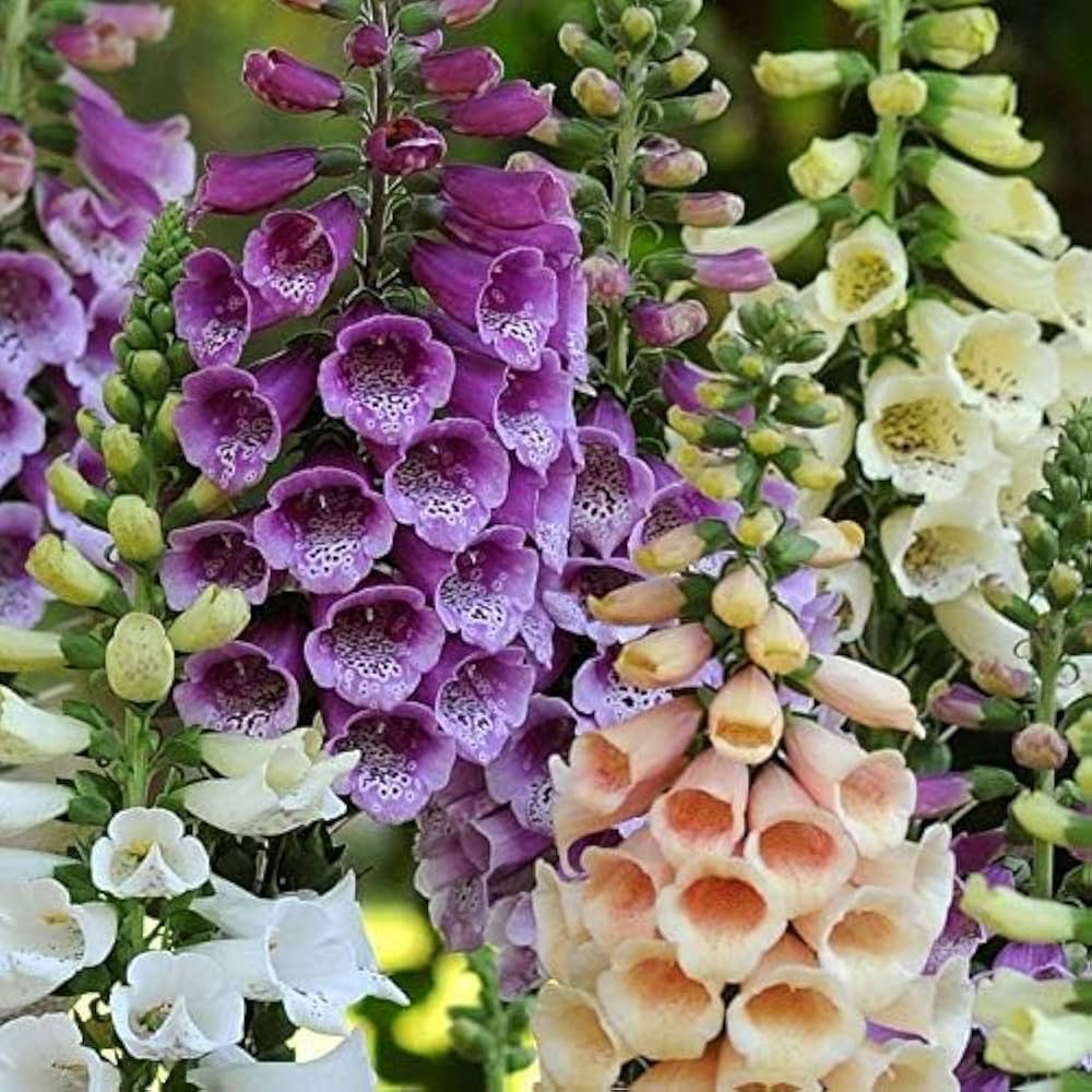 Digitalis Oscura dark foxglove flower seeds