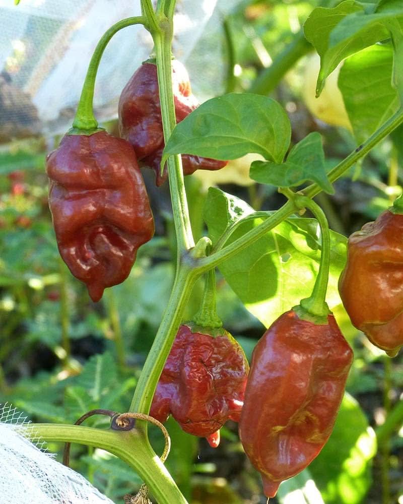 Trinidad Moruga Scorpion Pepper Seeds, Organic Hot Chili