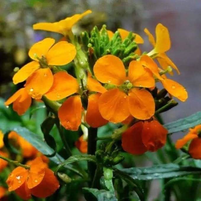 Siberian orange Flower Seeds for Planting – Cold-Hardy Ornamental Garden Blooms