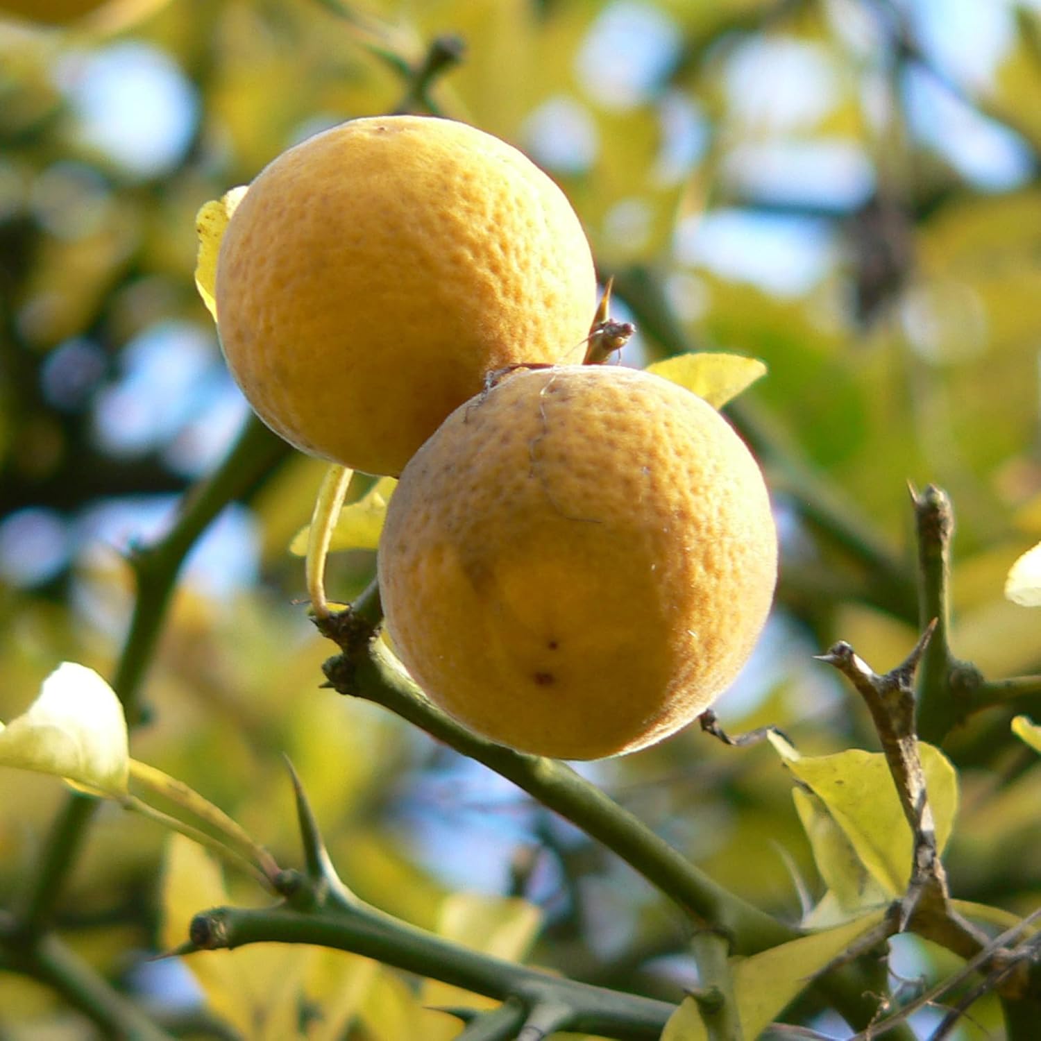 Poncirus trifoliata,Bitter orange, Japanese bitter orange Fruit Seeds for Planting - A Hardy Citrus for Your Garden