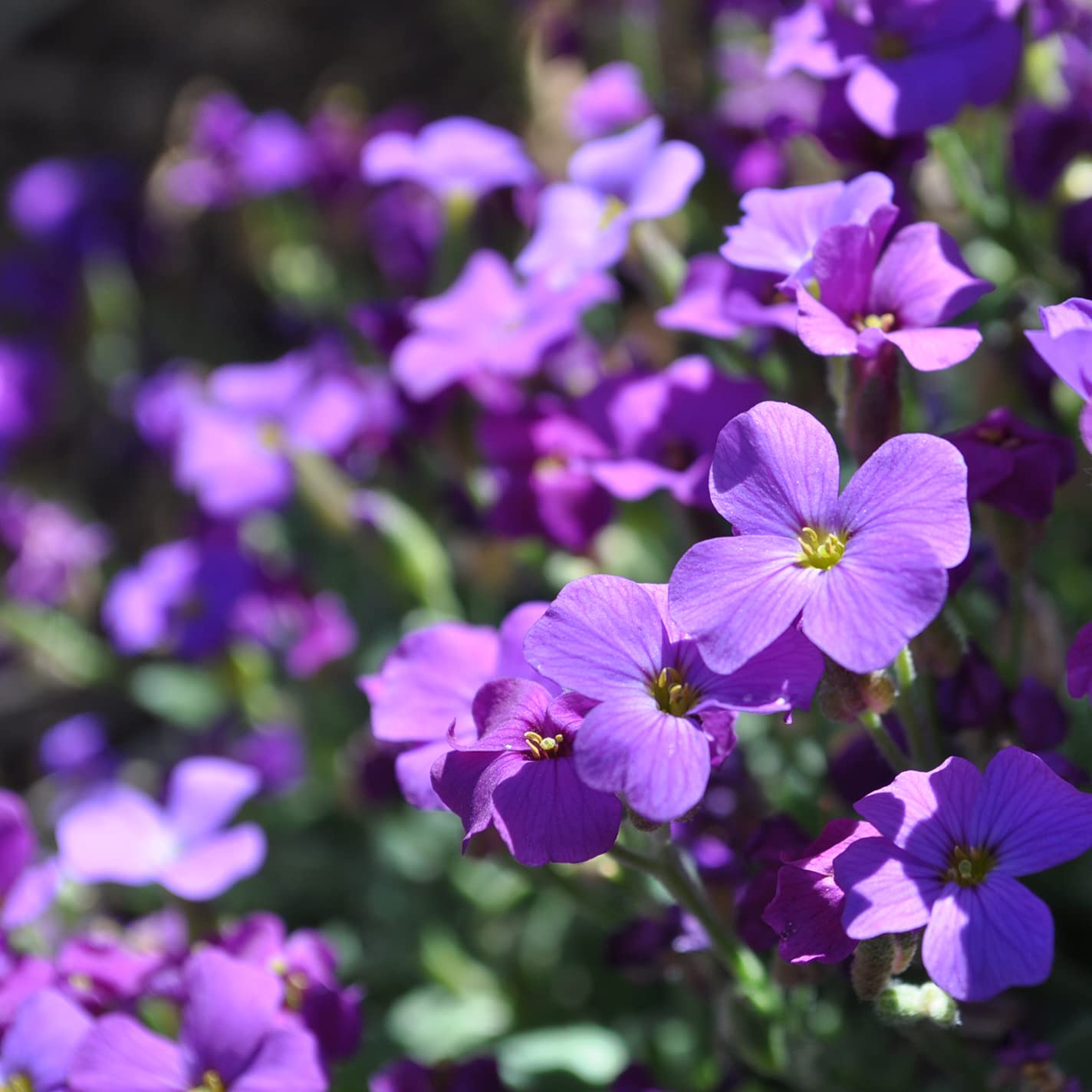 Creeping Thyme Seeds –  Blue Perennial Groundcover