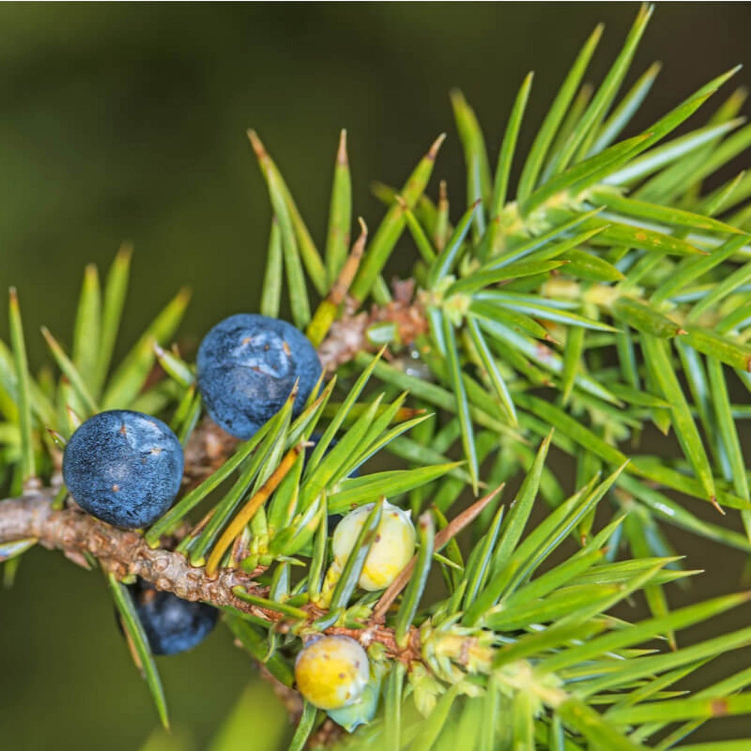 Juniperus Berry Fruit Seeds for Planting - Growing Aromatic and Hardy Juniper Trees, GMO Free