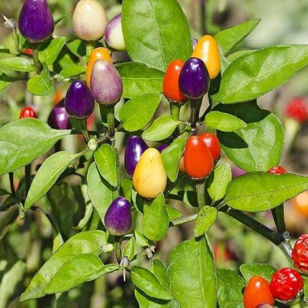 Chili Seeds for Planting, Multi-Colored