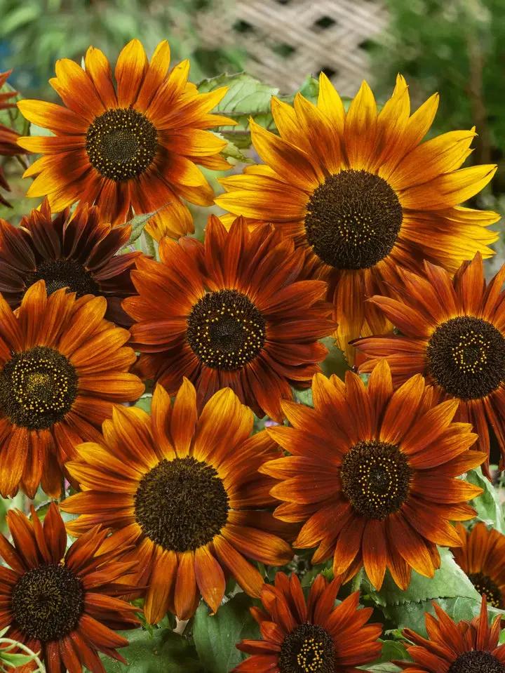 Yellow and Red Sunflower Seeds for Planting – Vibrant Bi-Color Blooms for Garden or Landscape Dhara Seeds