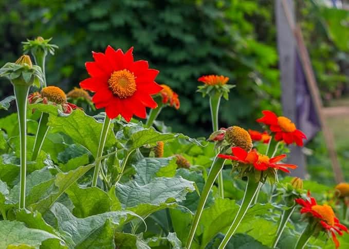 Sunflower Mexican Variety Pollinator-Friendly Flower Seeds