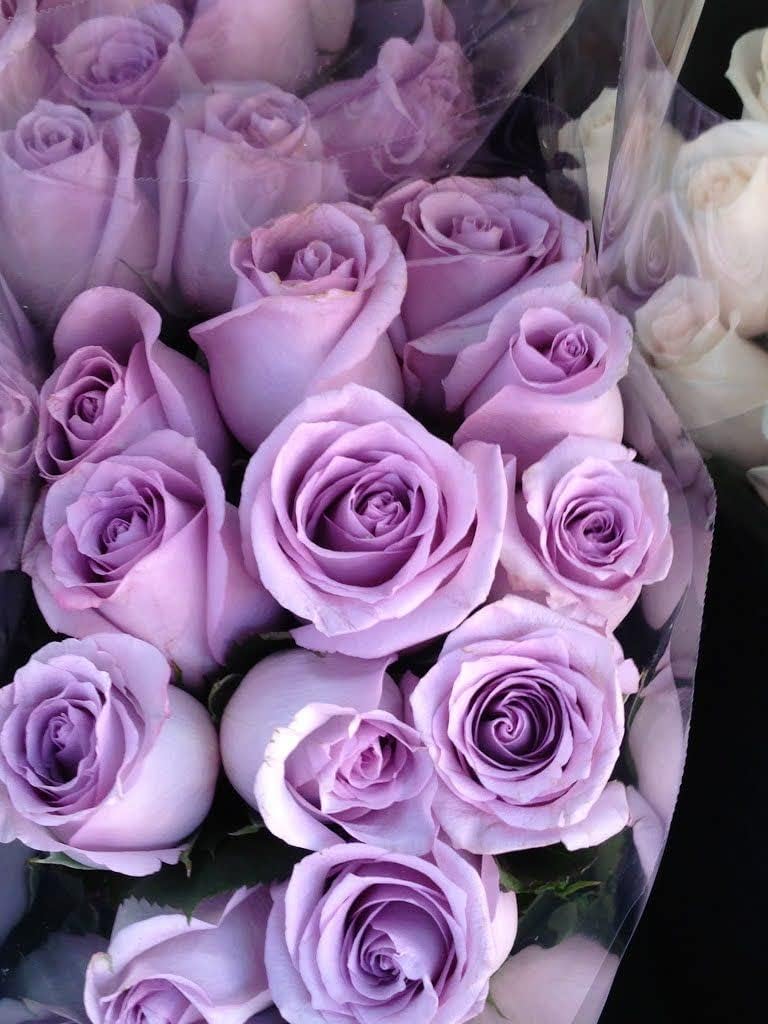 Rose Flower Purple - Heirloom, Non - Gmo Seeds