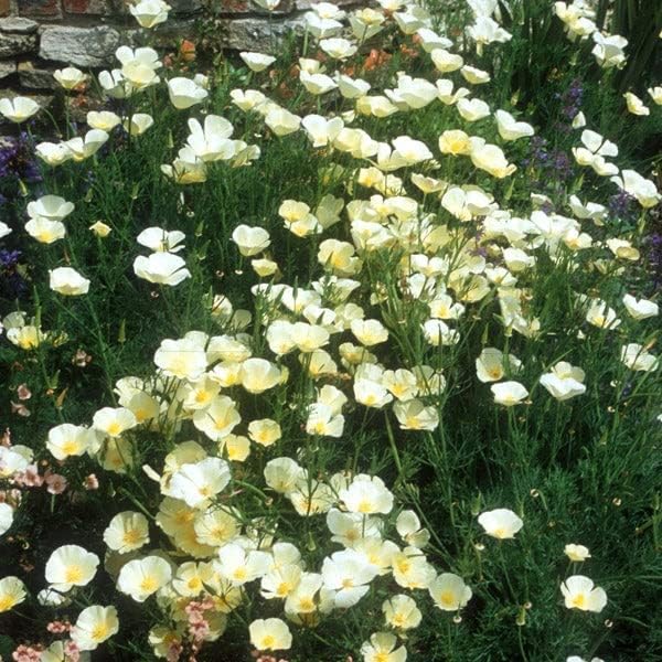 California Poppy Seeds - Alba