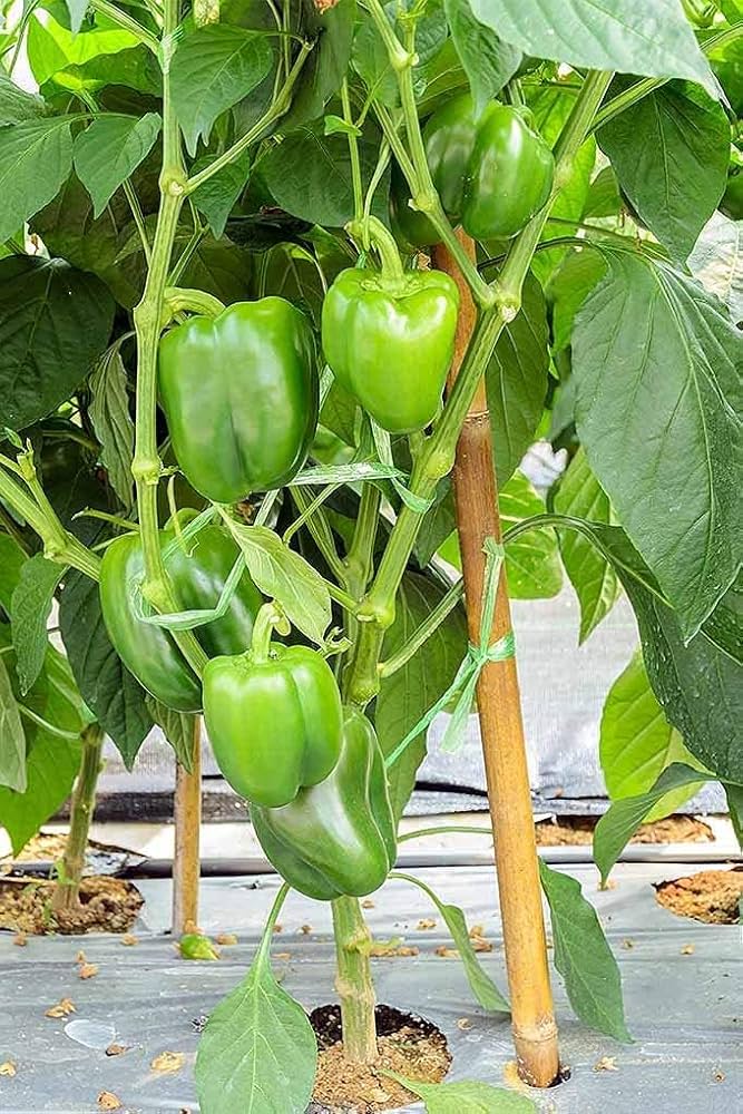 Early Sunsation Bell Pepper (Capsicum annuum) seeds for planting in vegetable patch